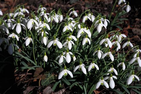 Free Images : white, botany, flowers, snowdrop, spring flower, galanthus, flowering plant ...