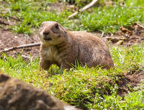 Pocket Gopher Peek stock photo. Image of pest, head, burrow - 3287178