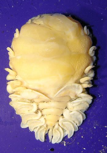 Parasitic bopyrid isopod from gill chamber of a mudshrimp,… | Flickr