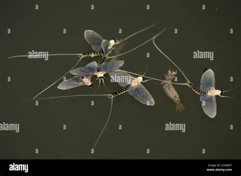 Long larval life stages hi-res stock photography and images - Alamy