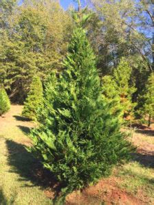 Murray Cypress Trees For Sale Online | The Tree Center