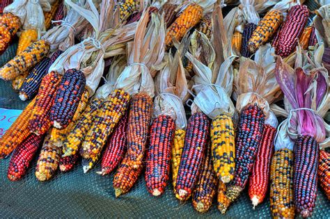 Indian Corn Photograph by Irene Cash | Pixels