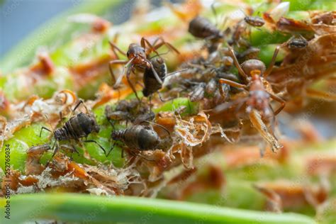 Symbiosis as wood ants, Formica guarding aphids on pine Stock Photo | Adobe Stock