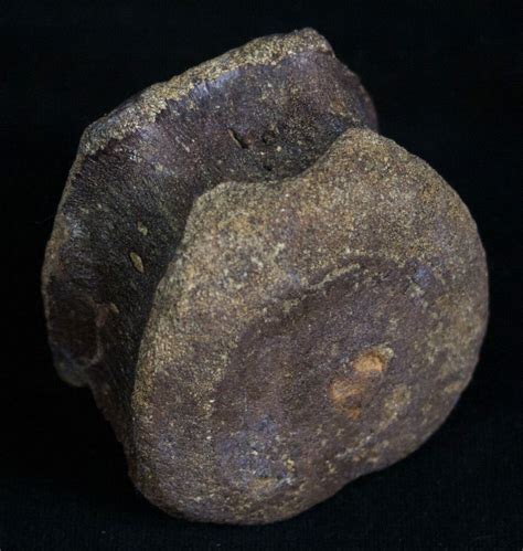 Nicely Preserved Ornithischian Dinosaur Vertebrae (#8450) For Sale ...