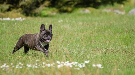 6 Fakta Menarik Anjing Bulldog: Malas Gerak dan Tukang Makan