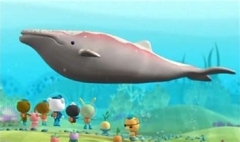 Image - Albino Humpback Whale.png | Octonauts Wiki | Fandom powered by ...