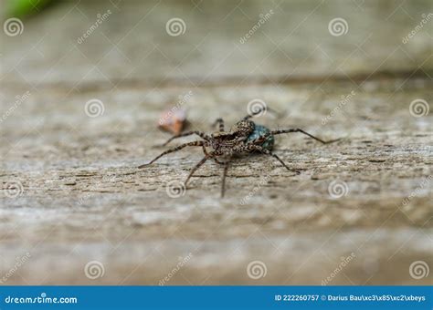 Wolf Spider with Eggs on Wood Stock Image - Image of meadow, close: 222260757