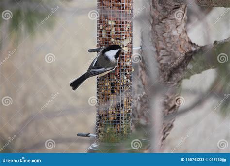 Black-capped Chickadee Winter Bird Feeding Station Stock Image - Image ...