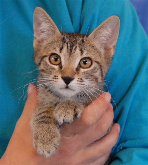 Tiger tabby kittens debuting for adoption today!