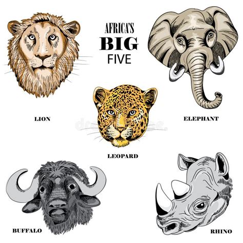 Collection of Animals from Africa`s Big Five. Vector Illustration on White Background Stock ...