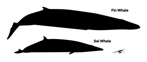 Sei Whale (Balaenoptera borealis) Dimensions & Drawings | Dimensions.com