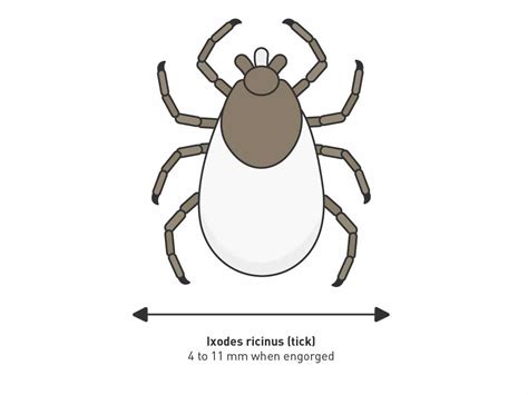 How External Parasites Affect Your Cat's Skin | Royal Canin US