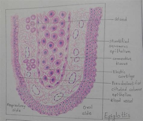 Epiglottis Histology Labeled