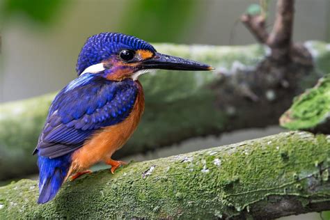 Blue-eared Kingfisher by Jon Chua on 500px | Kingfisher, Backyard birds, Beautiful birds