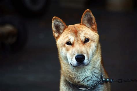 7 Native Korean Dog Breeds: Jindo, Jeju Dog & More