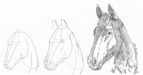 How to draw a horse's head. Step-by-step drawing tutorial.