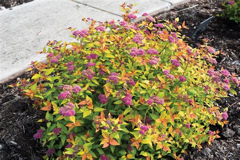 Spiraea japonica ‘Matgold’ | J.C. Bakker & Sons Ltd.