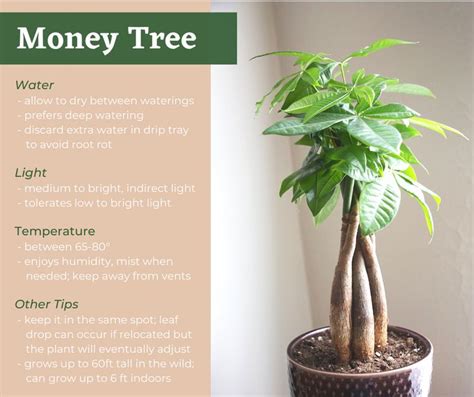 Money Tree | Money tree plant, Money tree plant care, Plant care houseplant