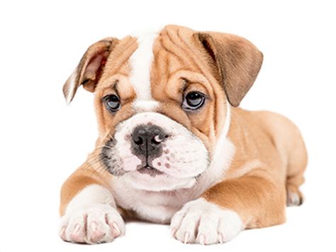 Brachycephalic dogs | Dog health | The Kennel Club