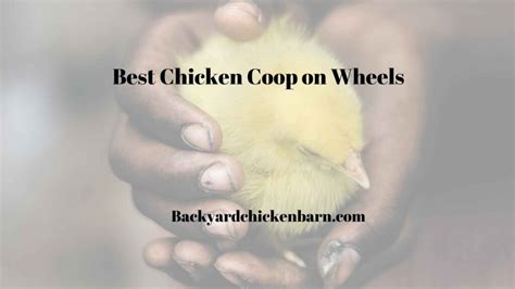 The 7 Best Chicken Coop on Wheels – backyardchickenbarn.com