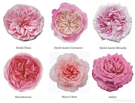 Varieties of Pink Garden Roses - Garden Roses Direct