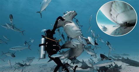 Go Inside the Mouth of a Giant Hammerhead Shark in Insane Footage ...