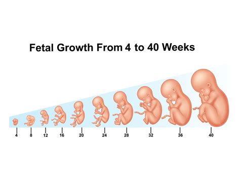 Stages Of Fetal Development, Baby Development, Pregnancy Chart, Pregnancy Stages, Pregnancy ...