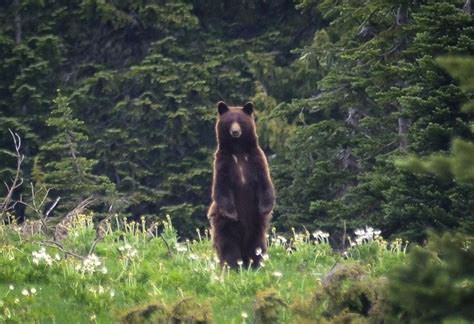 1000+ images about Mt. Rainier Wildlife on Pinterest