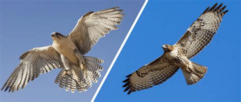 Falcon vs. Hawk: What Are the Differences? - Optics Mag