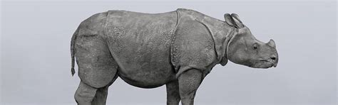 Javan Rhinoceros | FaunaFocus