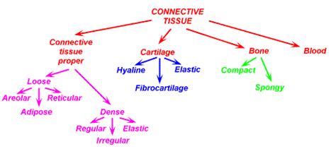 GMAELab21617: Connective Tissue