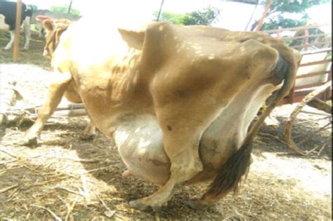 Udder Edema in advance Pregnant Jersey Cow – epashupalan