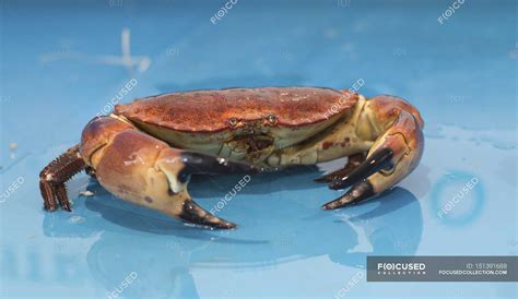 Closeup view of alive brown crab in water on blue surface — one, Cancer pagurus - Stock Photo ...