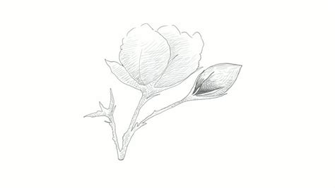 Cotton Plant Drawing | Free download on ClipArtMag