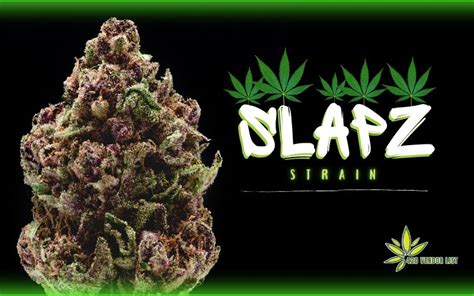 Slapz Strain: An Aptly Named Slap For Your Brain