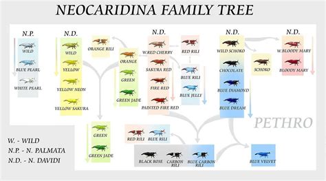 Neocaridina Branch Genetics