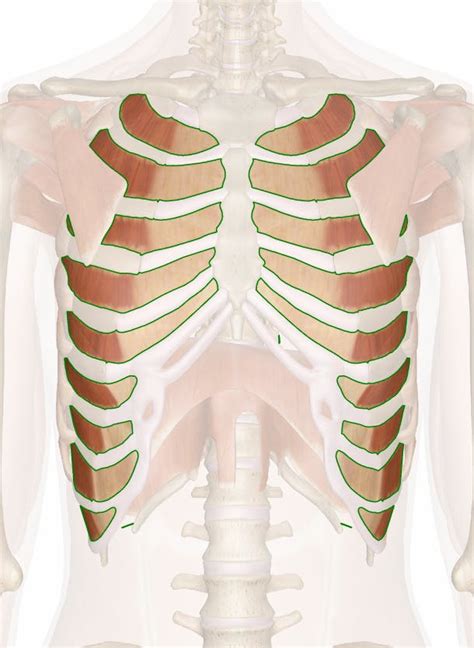 The Intercostal Muscles: Anatomy and 3D Illustrations