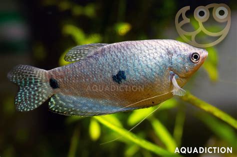 Three Spot Gourami - Trichopodus trichopterus Fish Profile & Care Guide