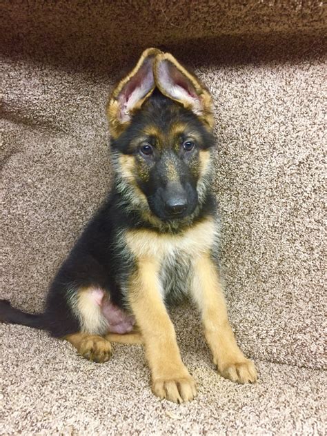 German Shepherd Puppies For Sale | San Antonio, TX #192327