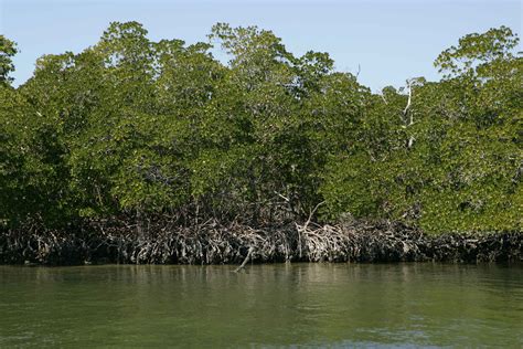 Free picture: red, mangrove, trees, water, edge