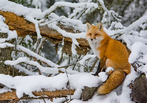 11 fascinating facts about foxes | Canadian Geographic