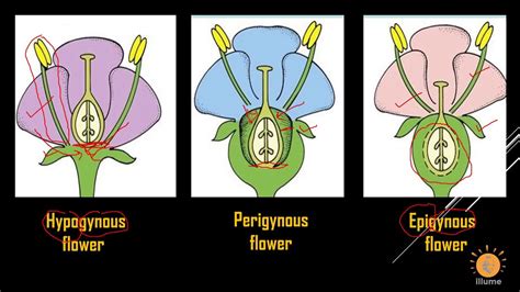 Types of Flower on basis of Ovary Position | Hypogynous Flower ...