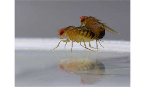 Evolutionary biologists demonstrate that male fruit flies manipulate their female partners