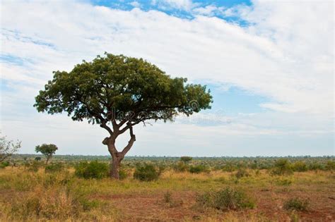 African Savannah Landscape Wth Tree Stock Photos - Image: 23200673