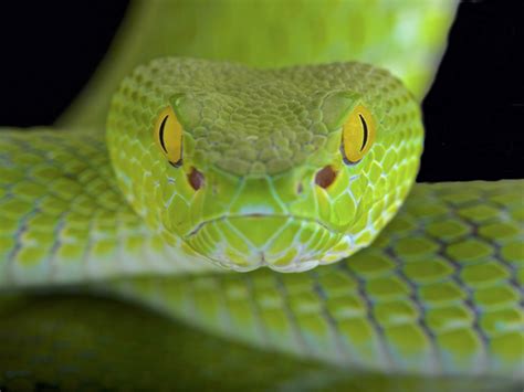 Why can’t snakes blink?