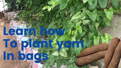 Step by step process how to plant yam in bags in 2022 | Yams, Farming ...