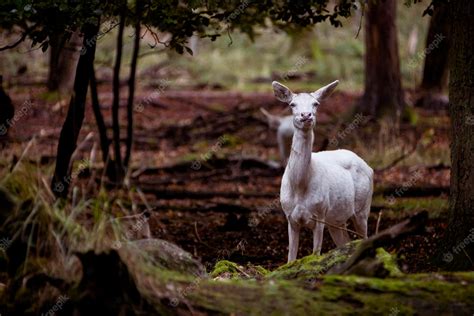 Premium Photo | White deer in forest