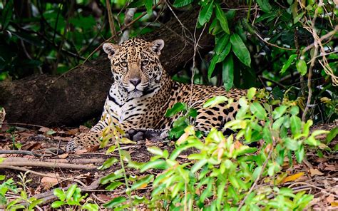 What Animals Live In The Tropical Rainforest? - WorldAtlas