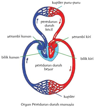 peredaran darah kecil dan besar - kependidikan.com