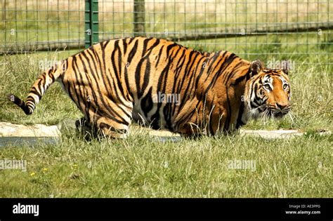 Tiger, Wildlife Heritage Foundation, Kent, UK Stock Photo - Alamy